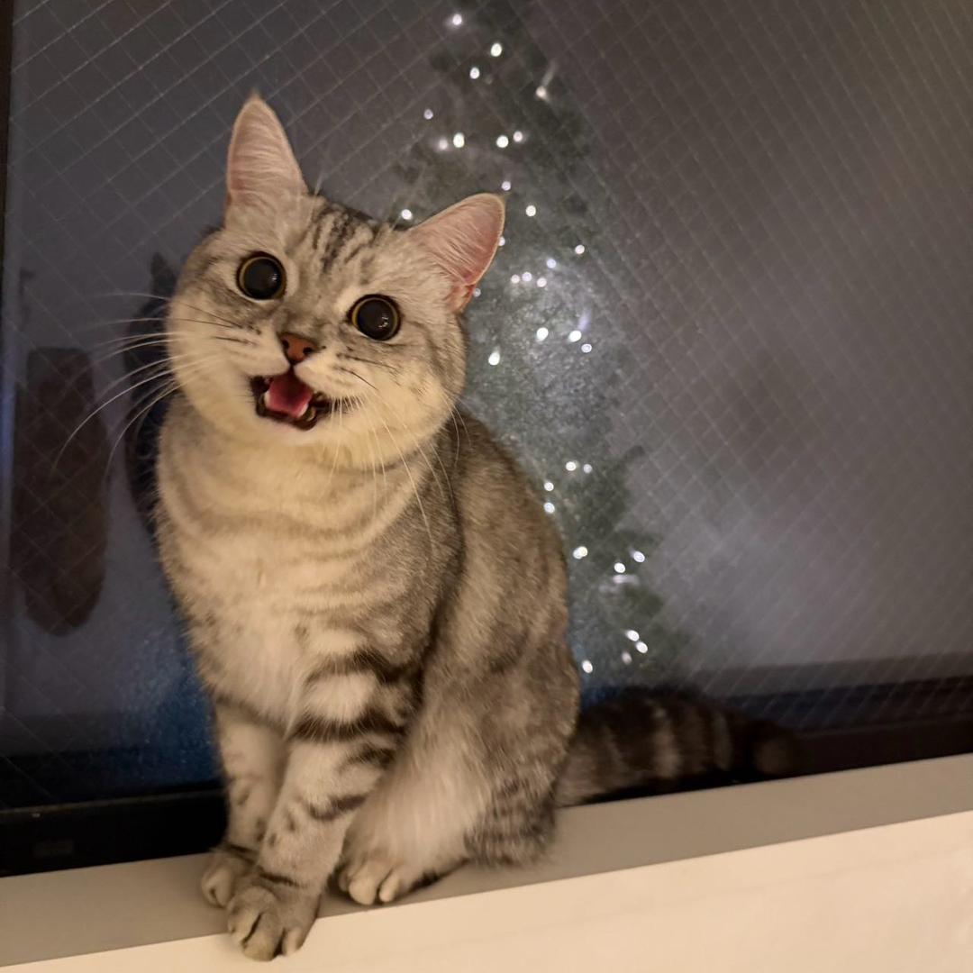 岁岁在东京干饭