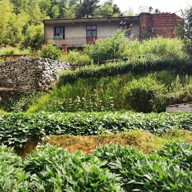 山野草除痔🌿