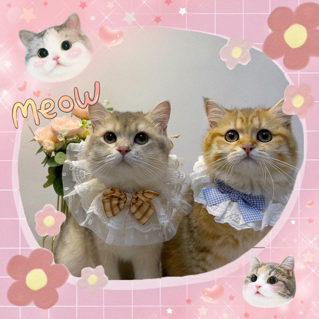 岁岁念念是只喵