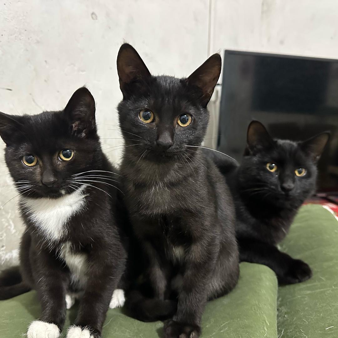 60岁老太与八只猫🗣️🐱