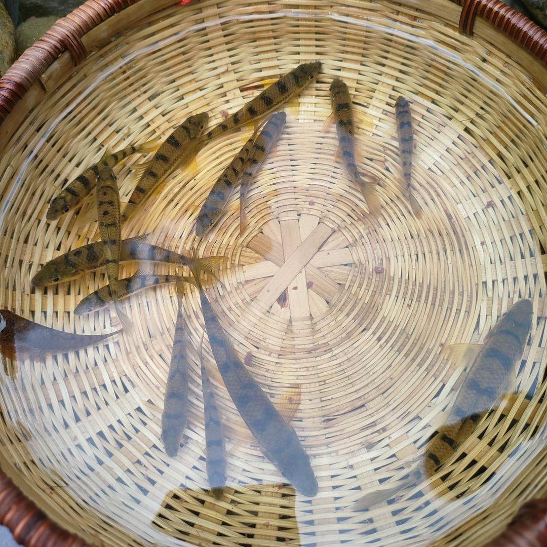 乡村阿妹野生溪流鱼