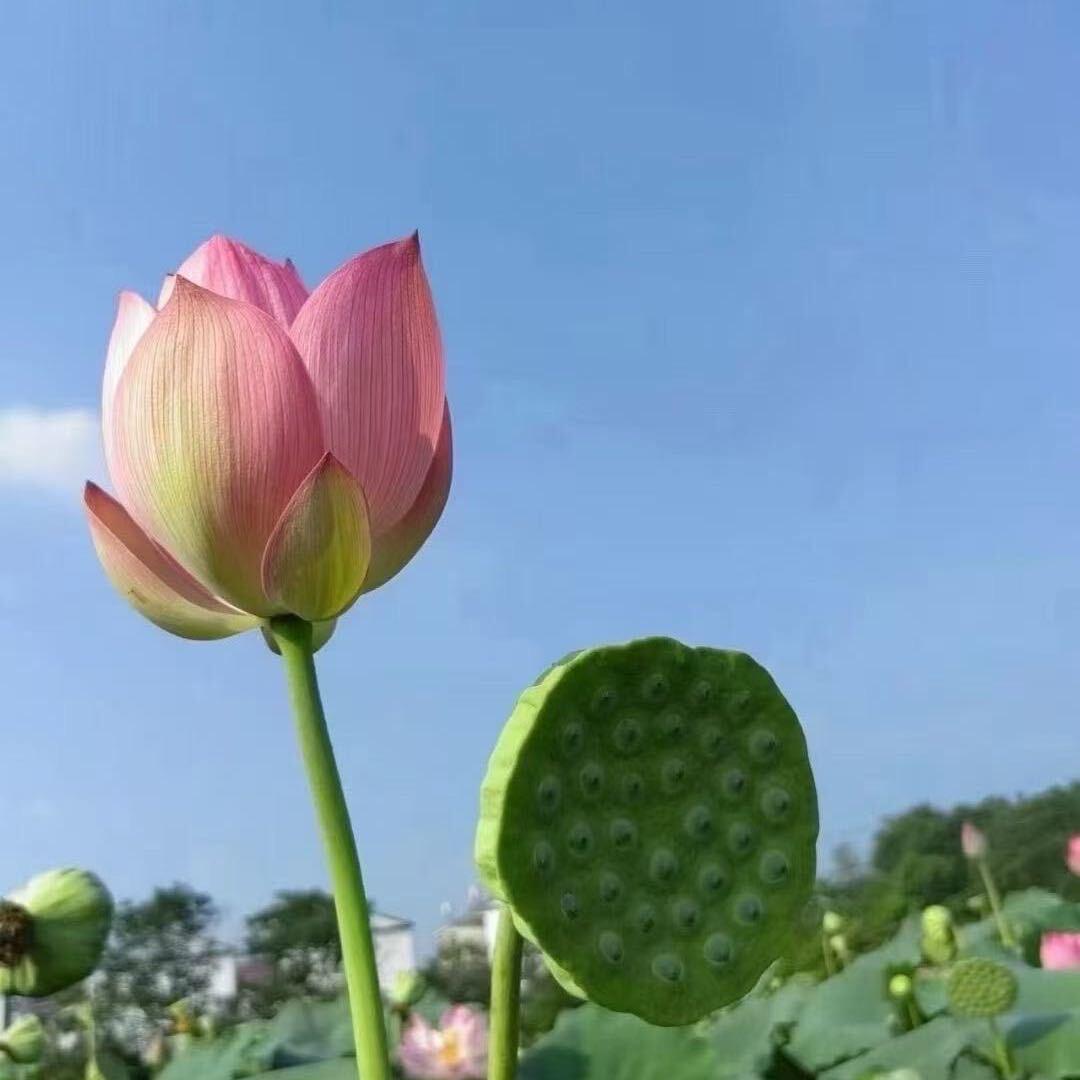 应城市宇洋种植家庭农场官方号