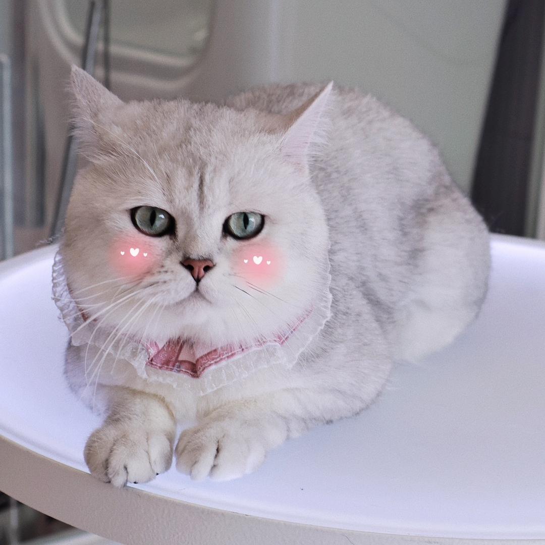 金宝(๑• . •๑)