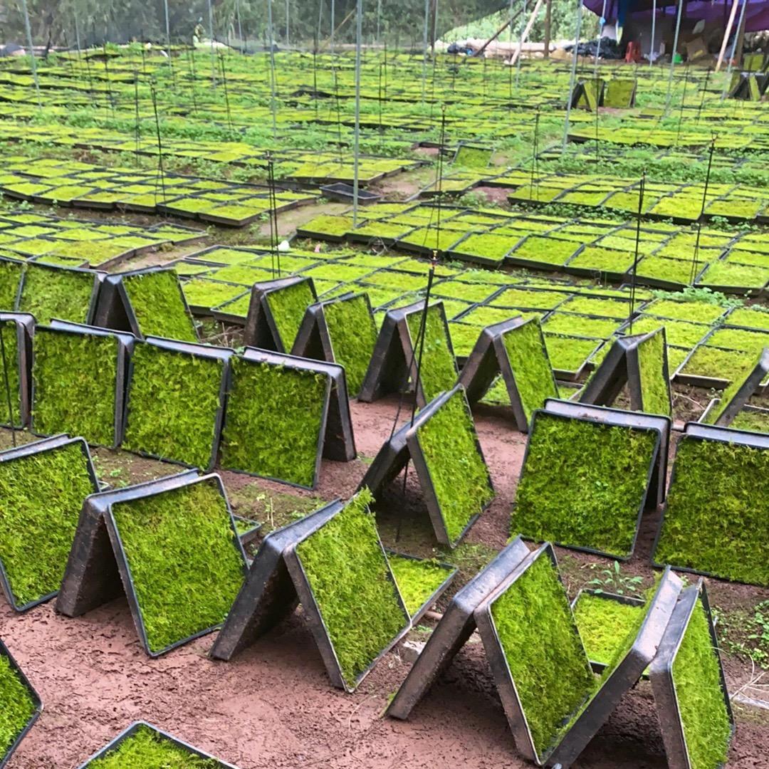 张家界淇芮苔藓基地