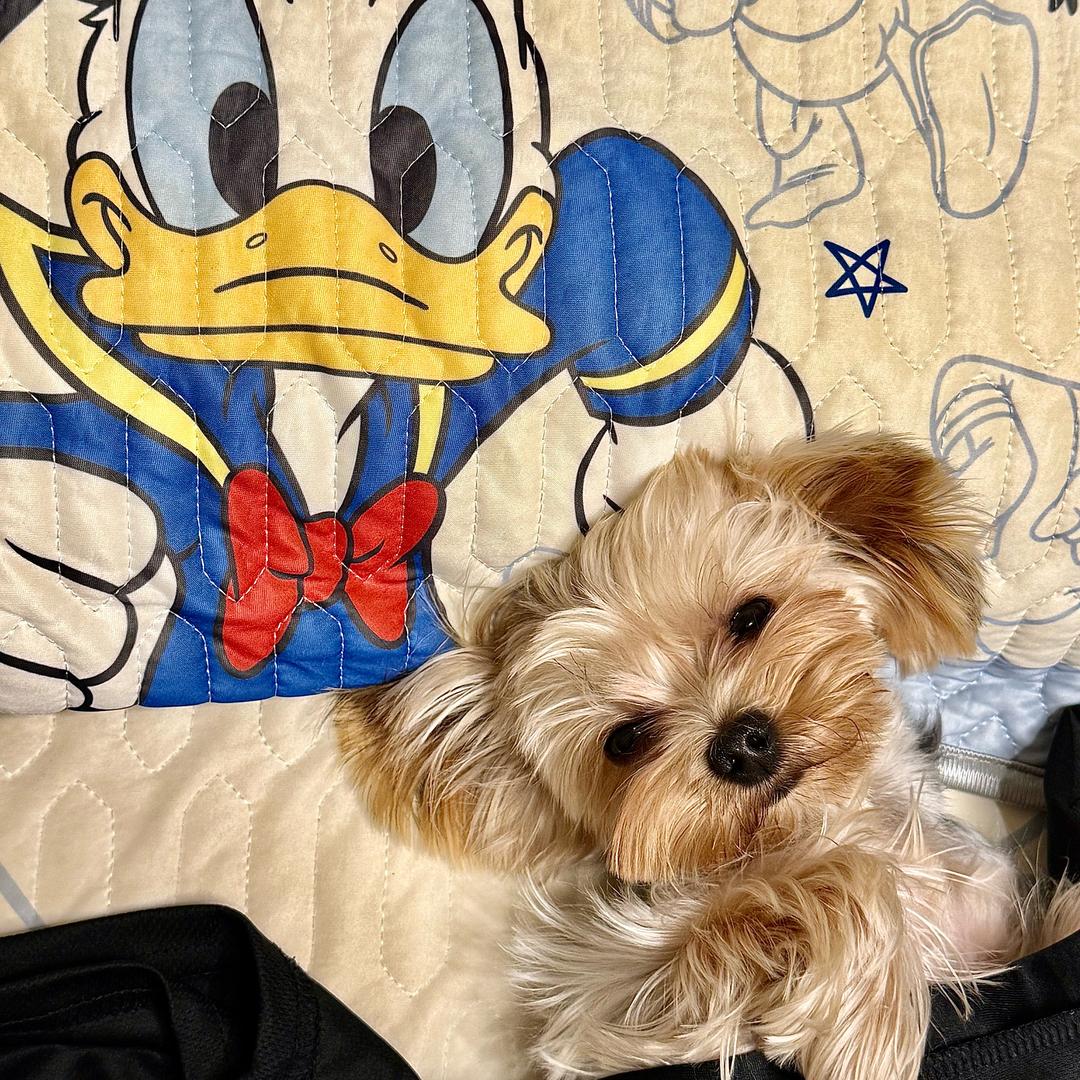 雪饼妹妹（约克夏奶爸）