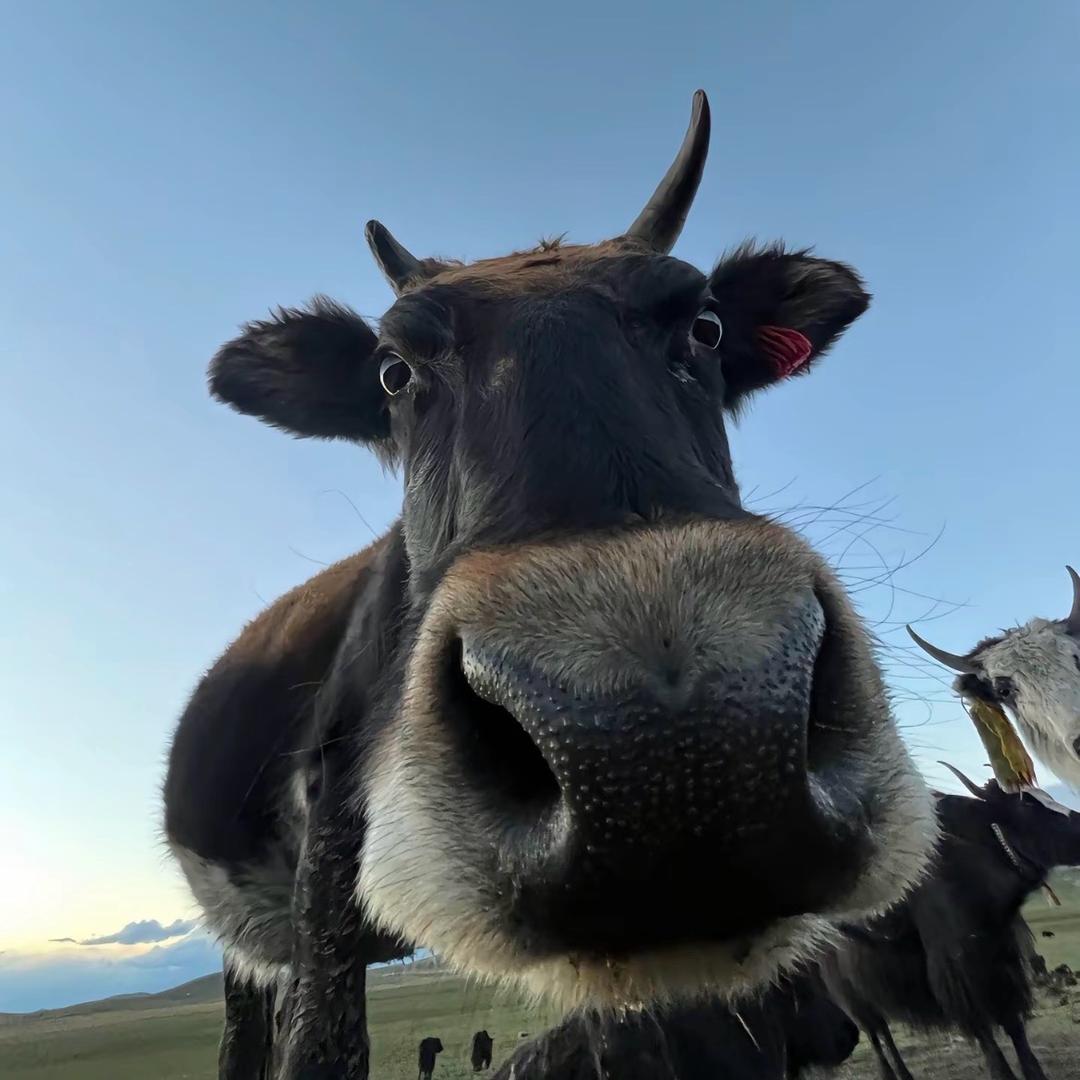 寻吃攀枝花(黑马传媒)