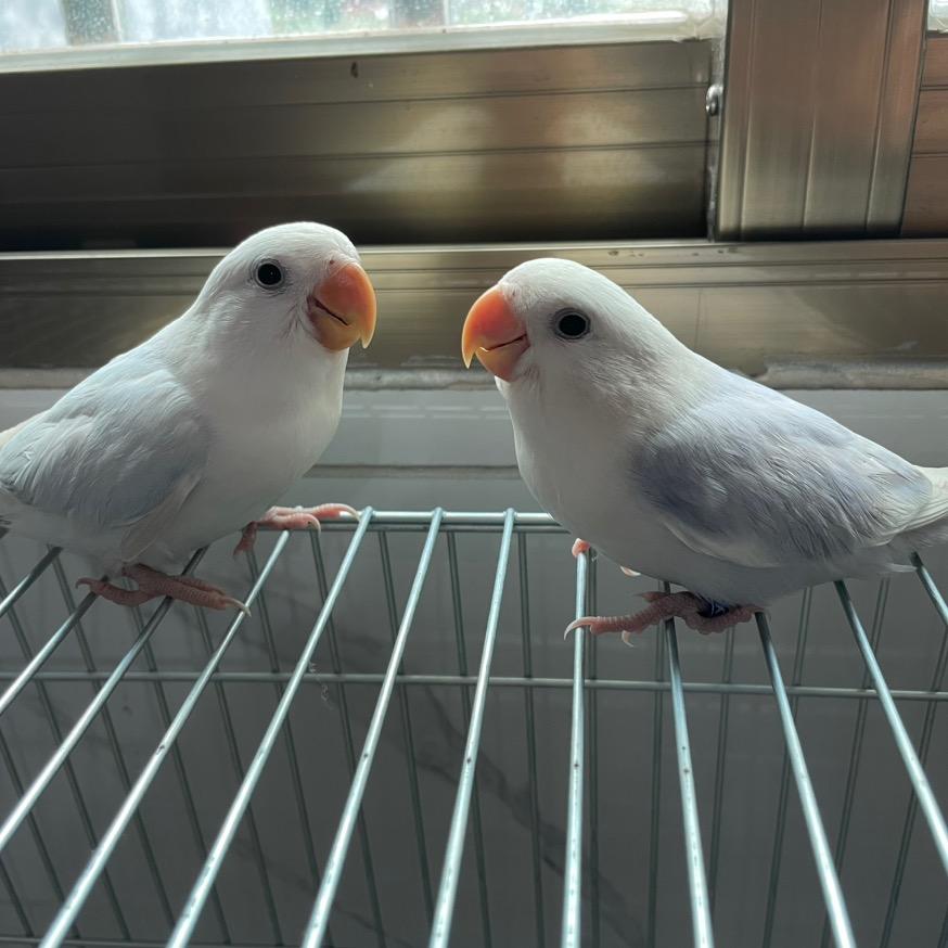 莹莹手养牡丹鹦鹉