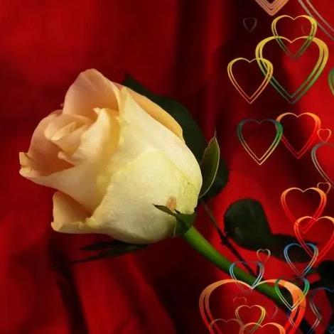 对你爱不完夤樠