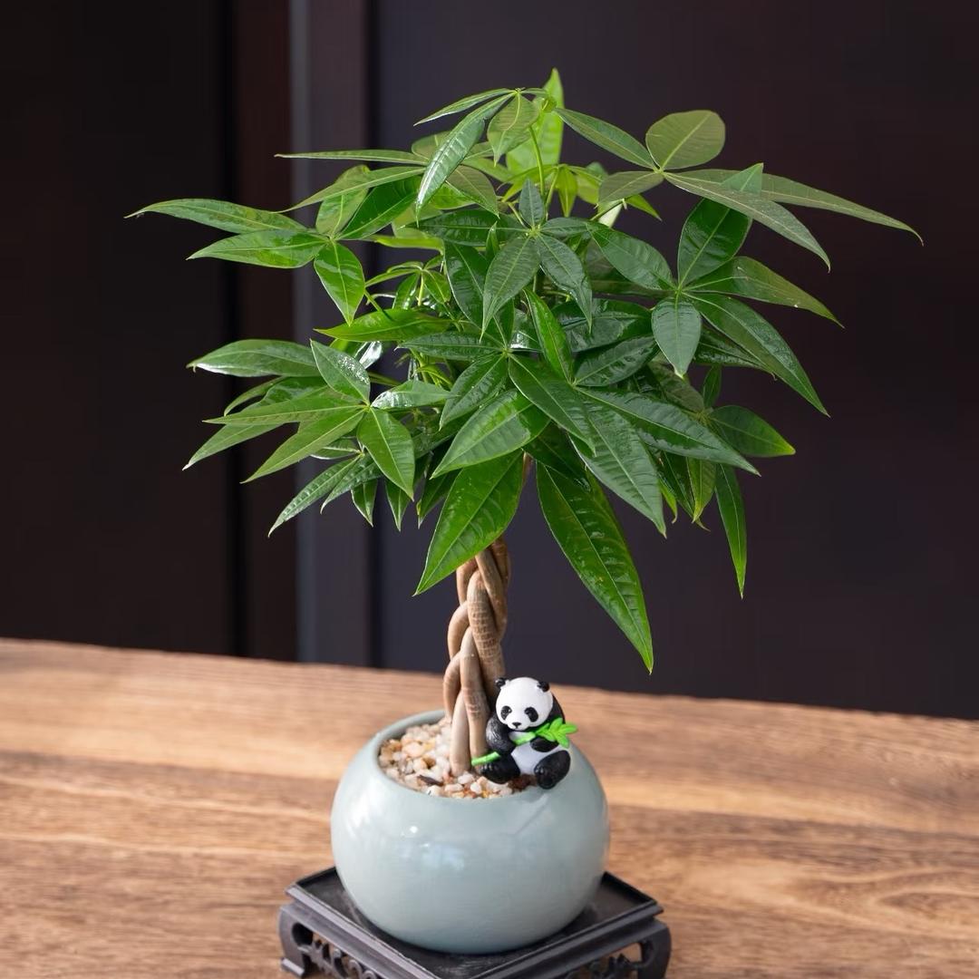 缤纷良木