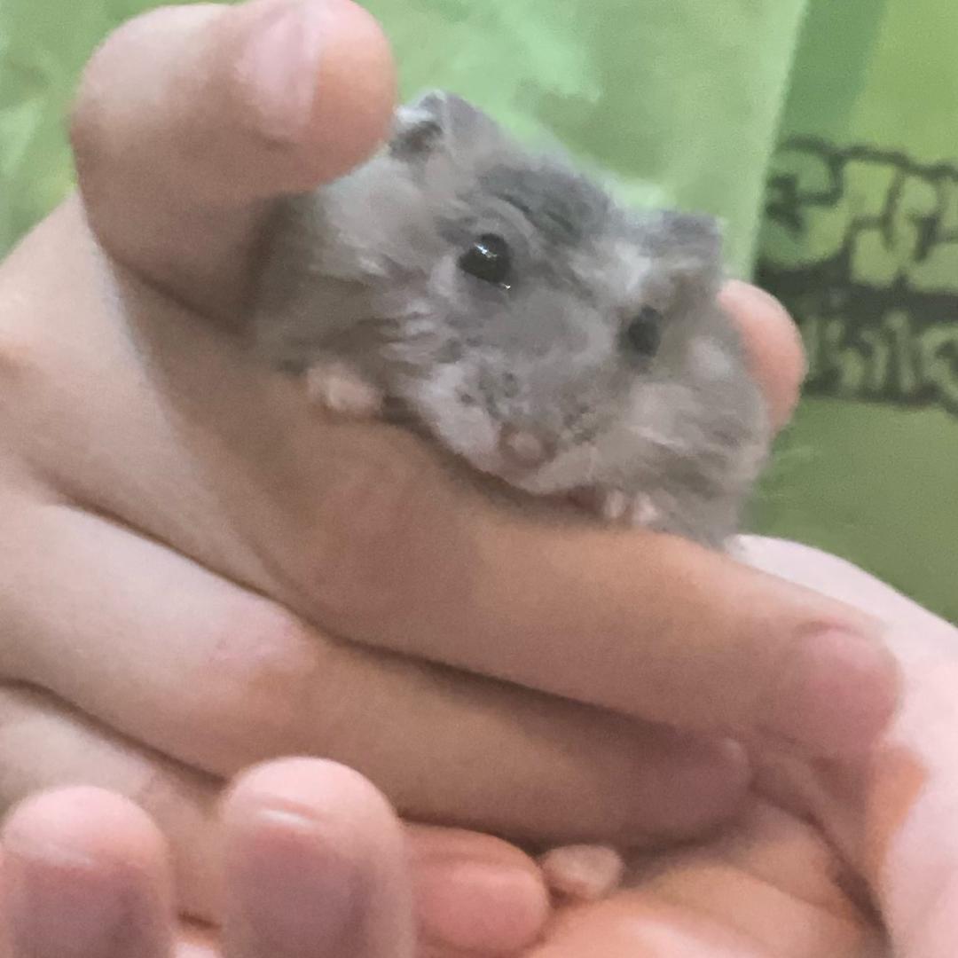 百变少女猪刚烈