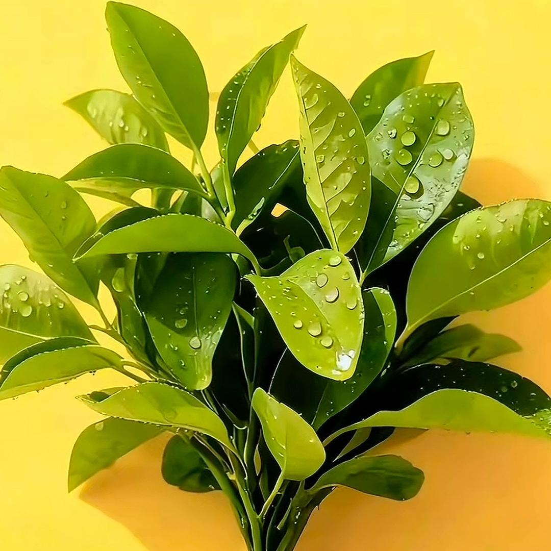 张٩(ˊᗜˋ*)و✧*