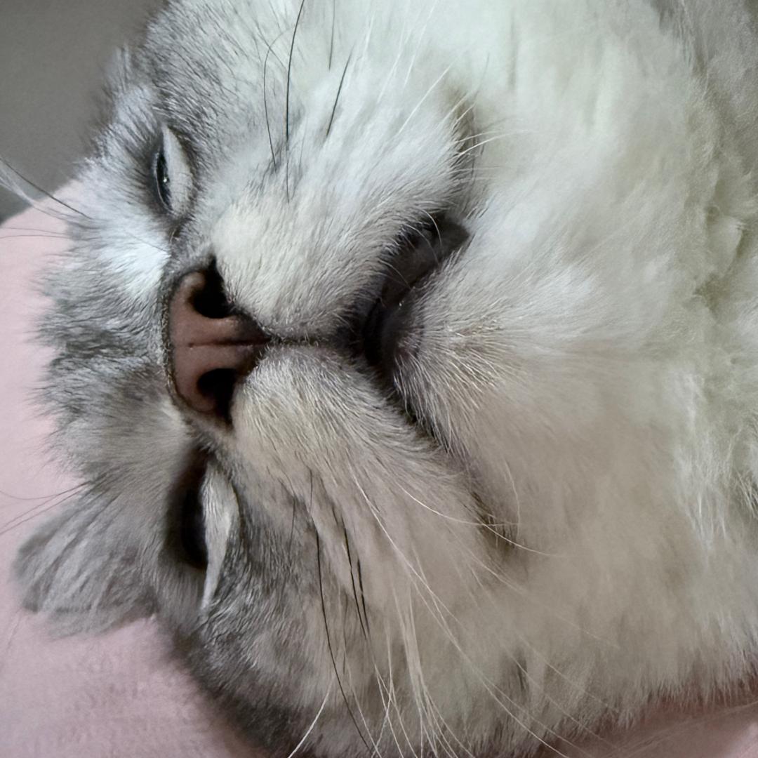 小葵.