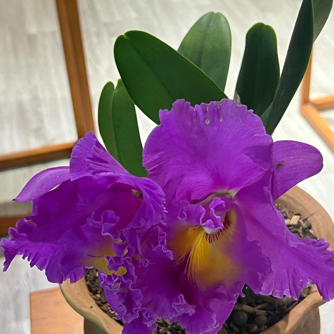 🌟白丁（kk）