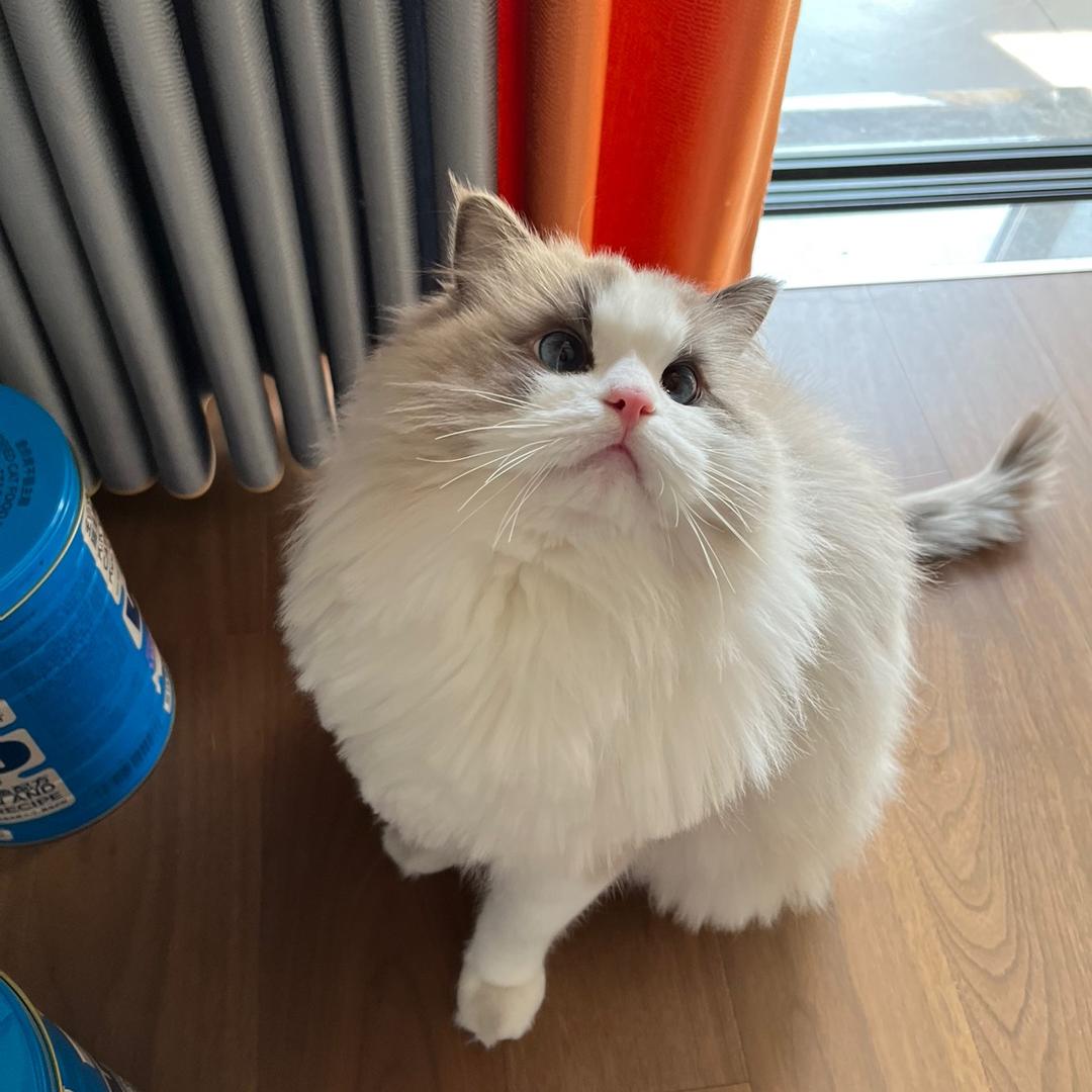 挑食的大脸猫