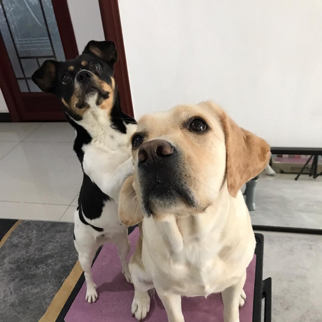 毛孩子的幸福生活