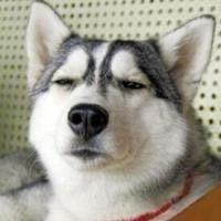 王者荣耀刘都督