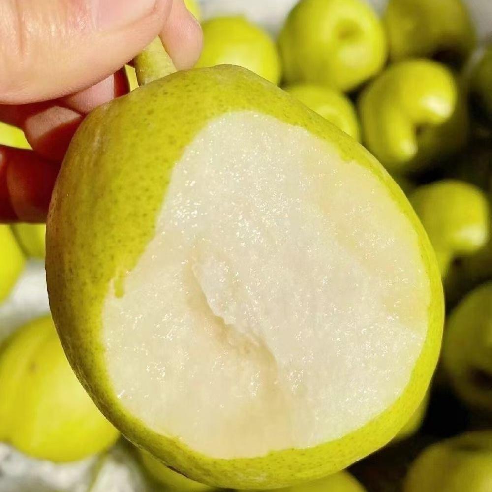 库尔勒香梨梨小疆