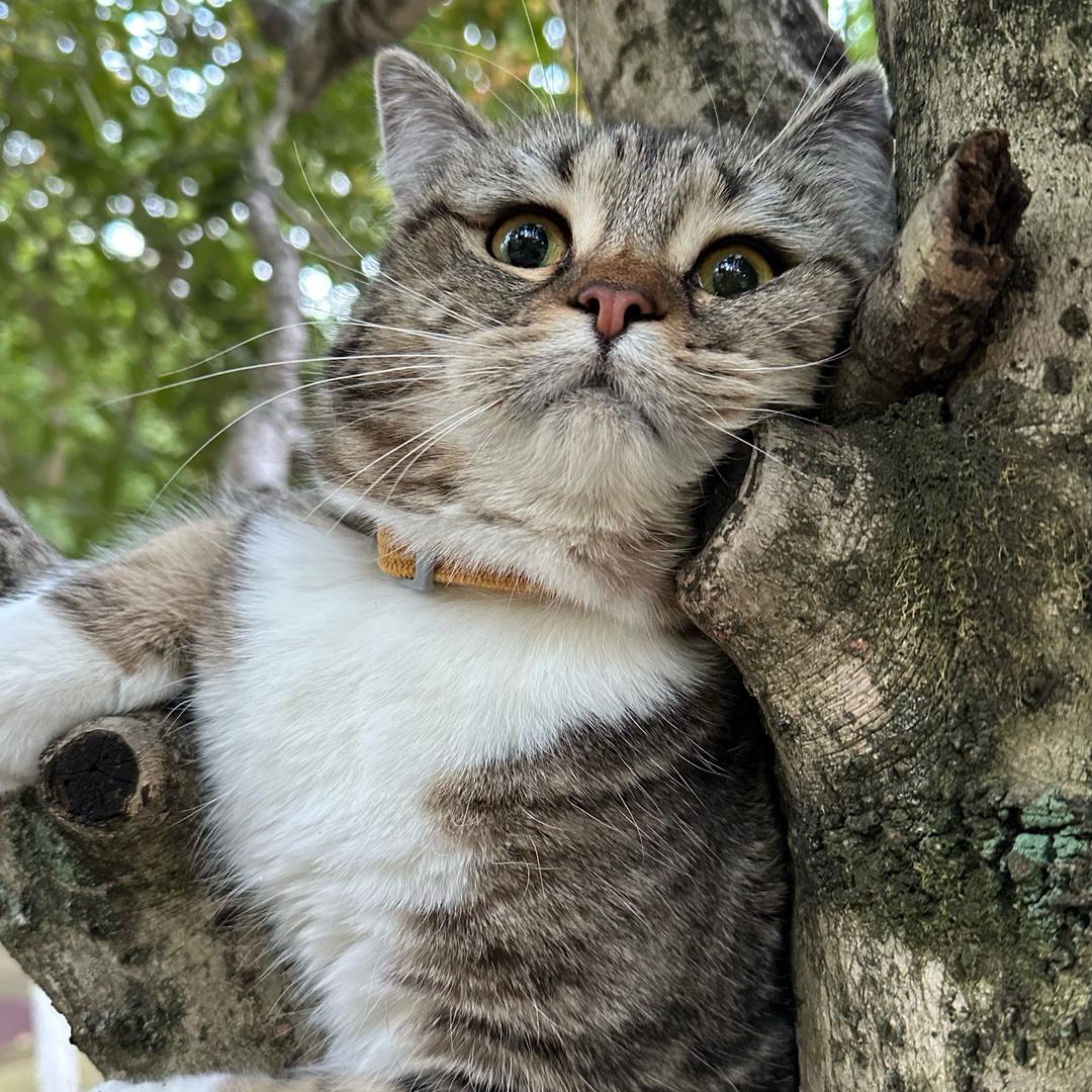 叽里呱啦咕噜哇