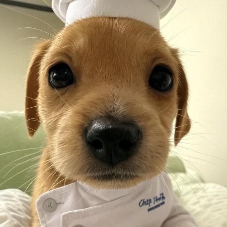 饼饼