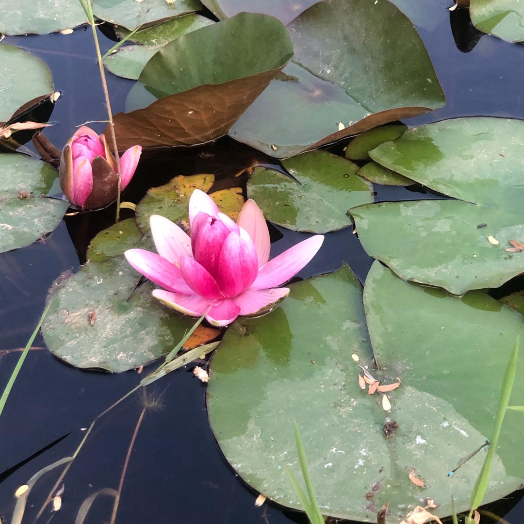 宝格家的小羊羔