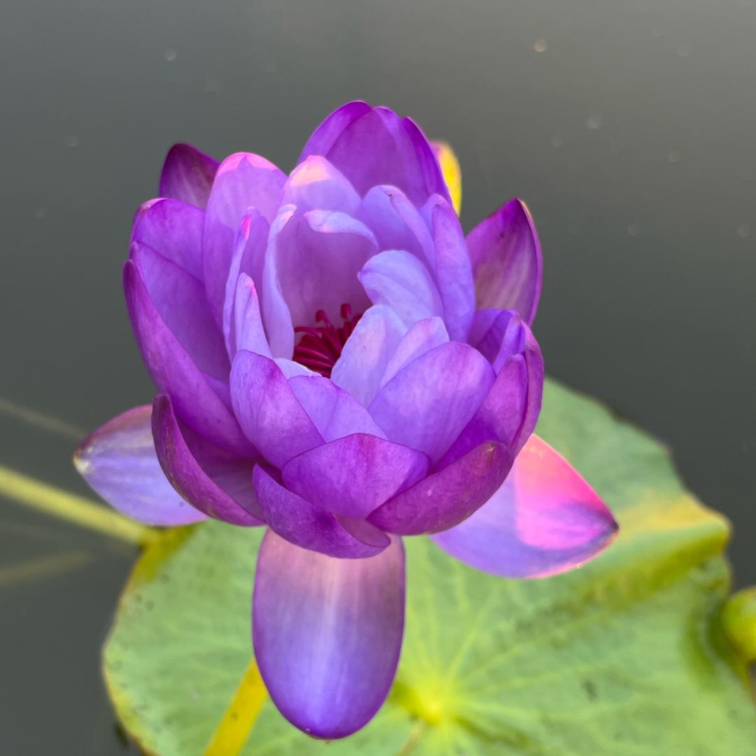 ꦿᩚ周꧔ꦿᮨ໌而复始♡