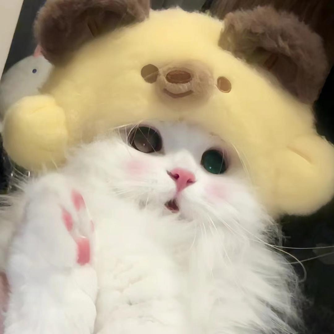 喵喵🐱