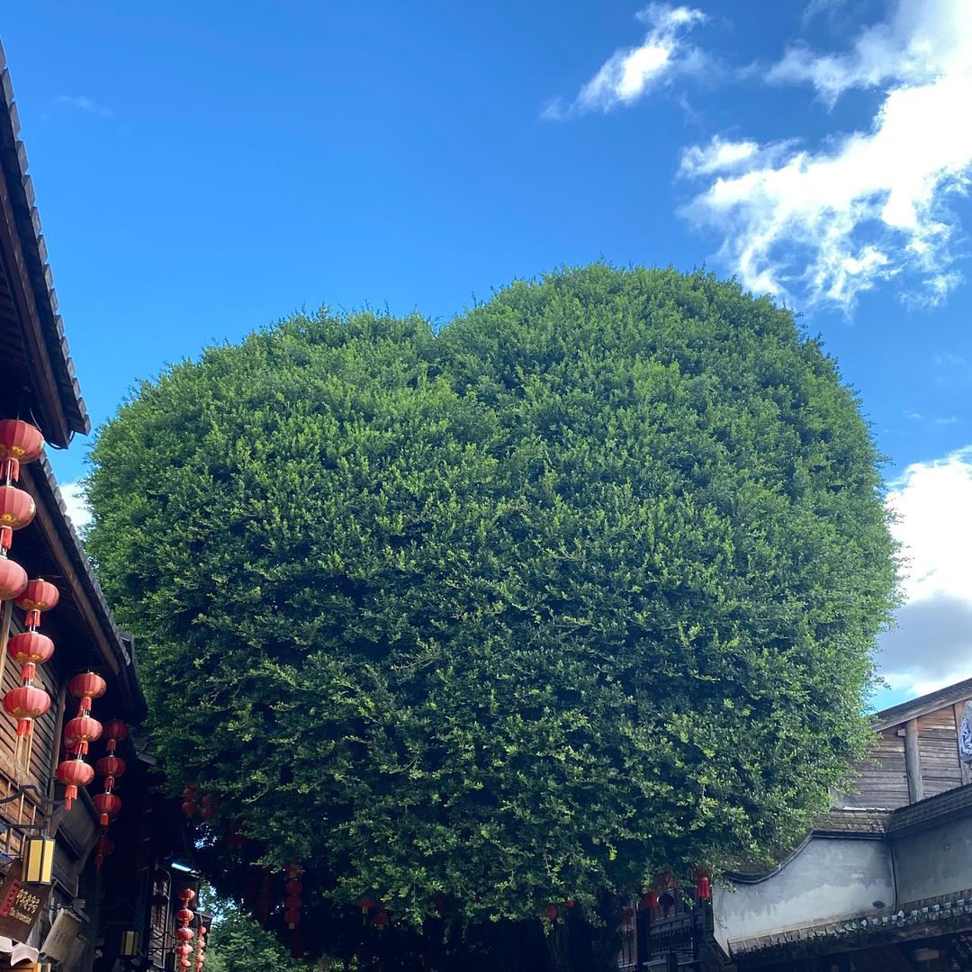 马大头百货