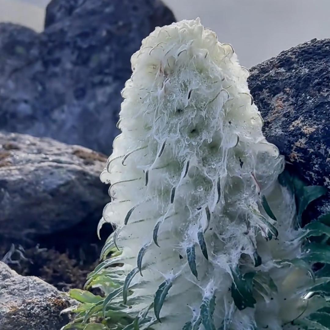 冰山雪莲
