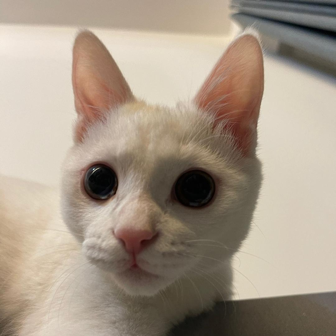 一只叫多多的猫。。