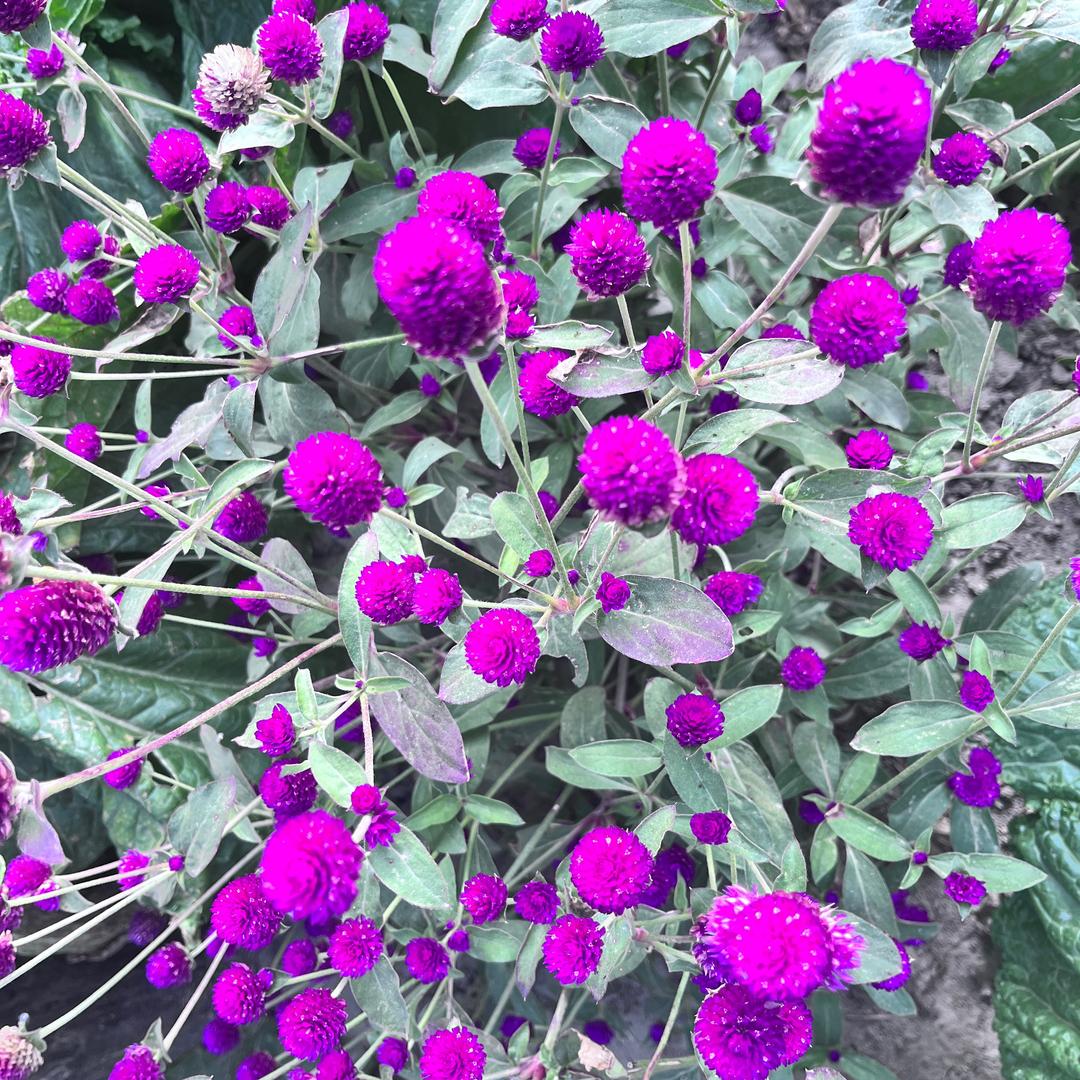 大红大紫的季节