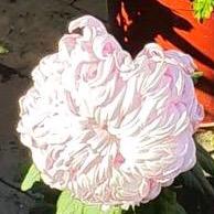 公菊姐