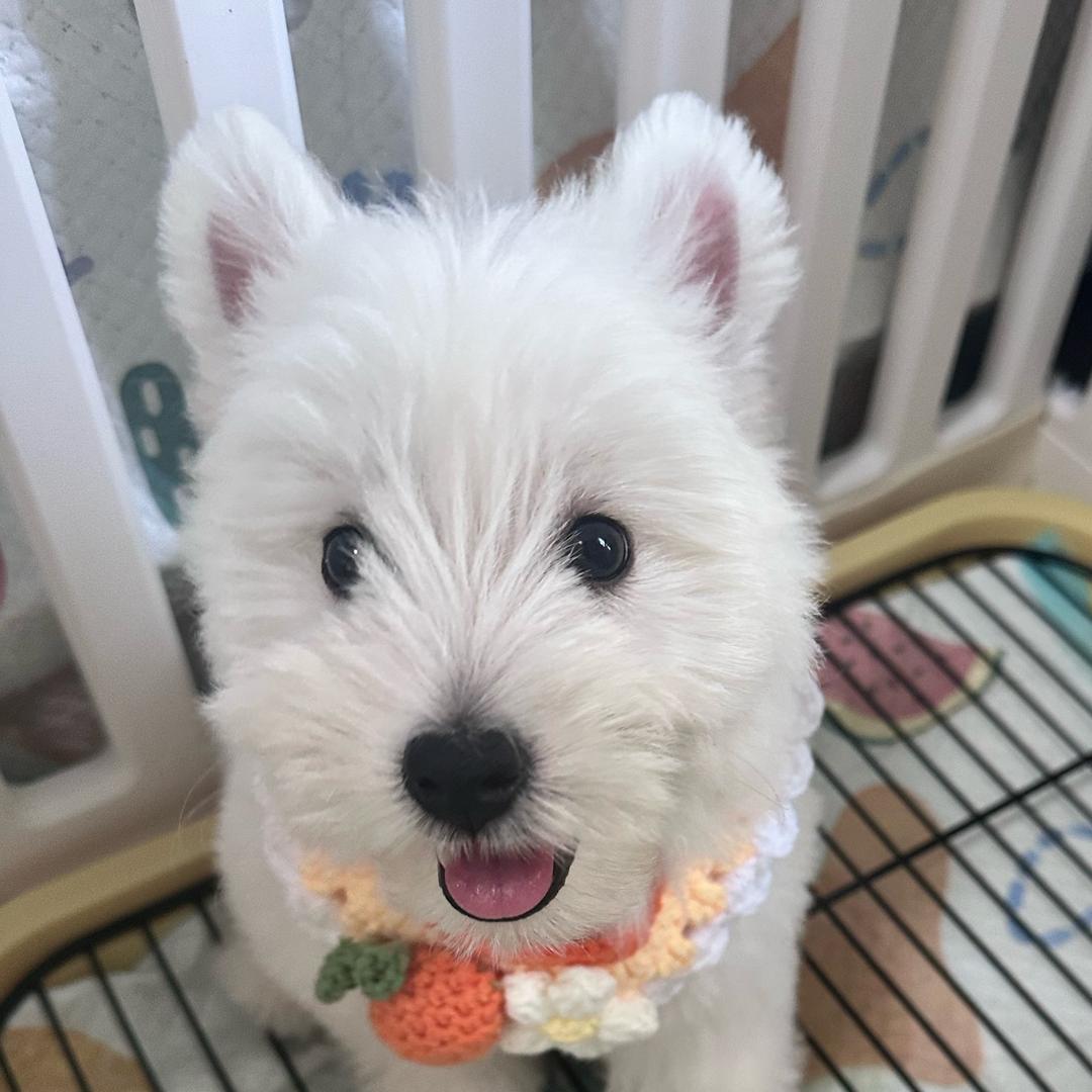 萝卜糕GoGo🥕