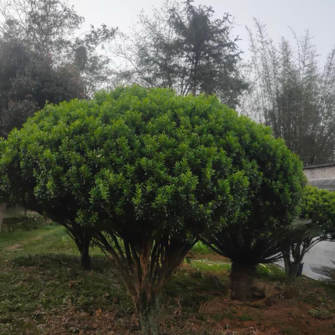 陈小益苗木场
