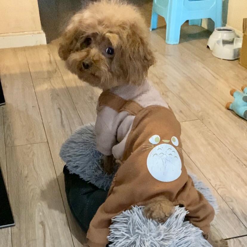 小汤圆🐶 🐾