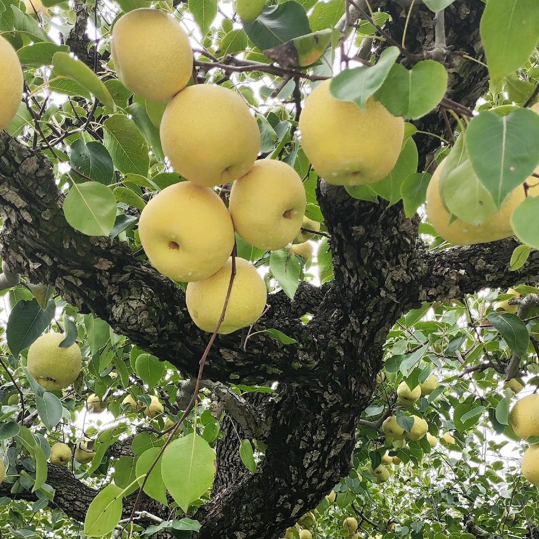 香酥梨明天到