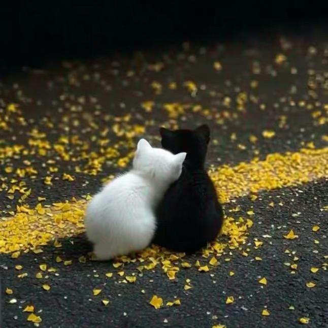 不晚丶