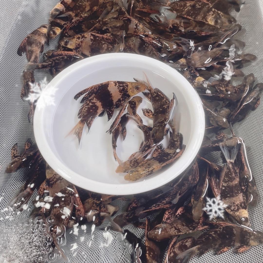 沐豪宠宠水产养殖旗舰店祥哥鱼场