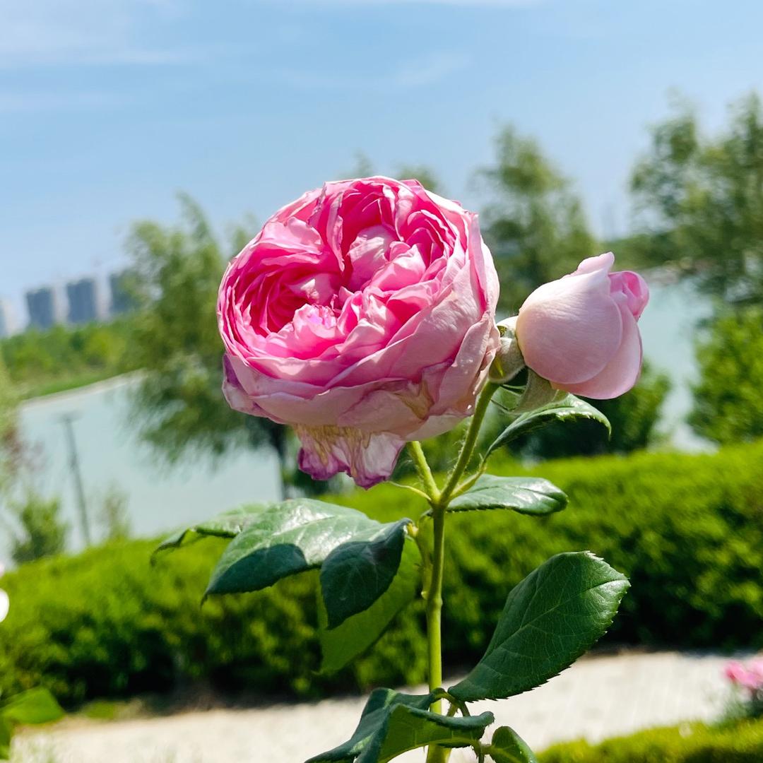风中漫步