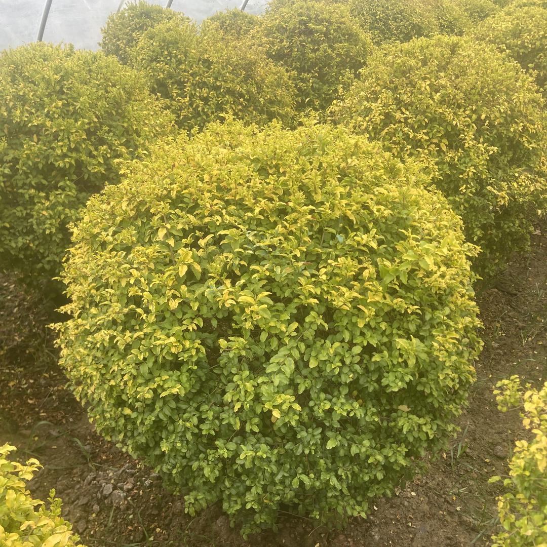 芊一涵绿化苗木园