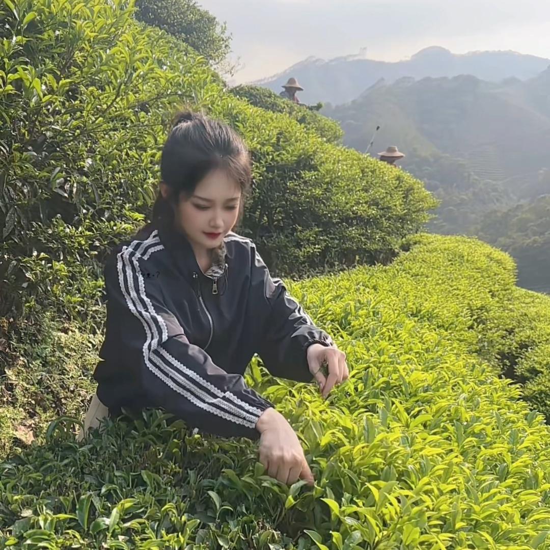 冰（香宇韵茶厂）