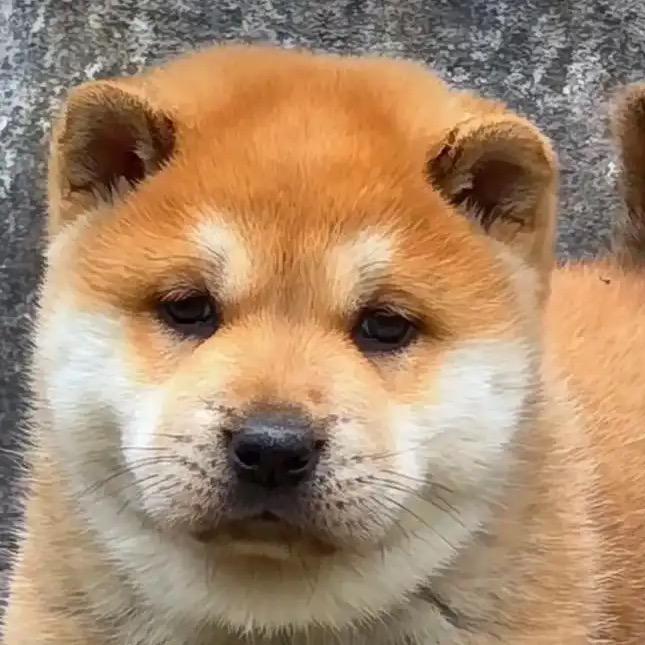 布依小妹寻好犬（阿飞白面）