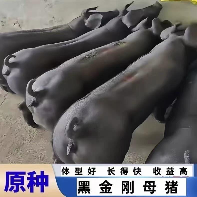 @种猪繁育基地