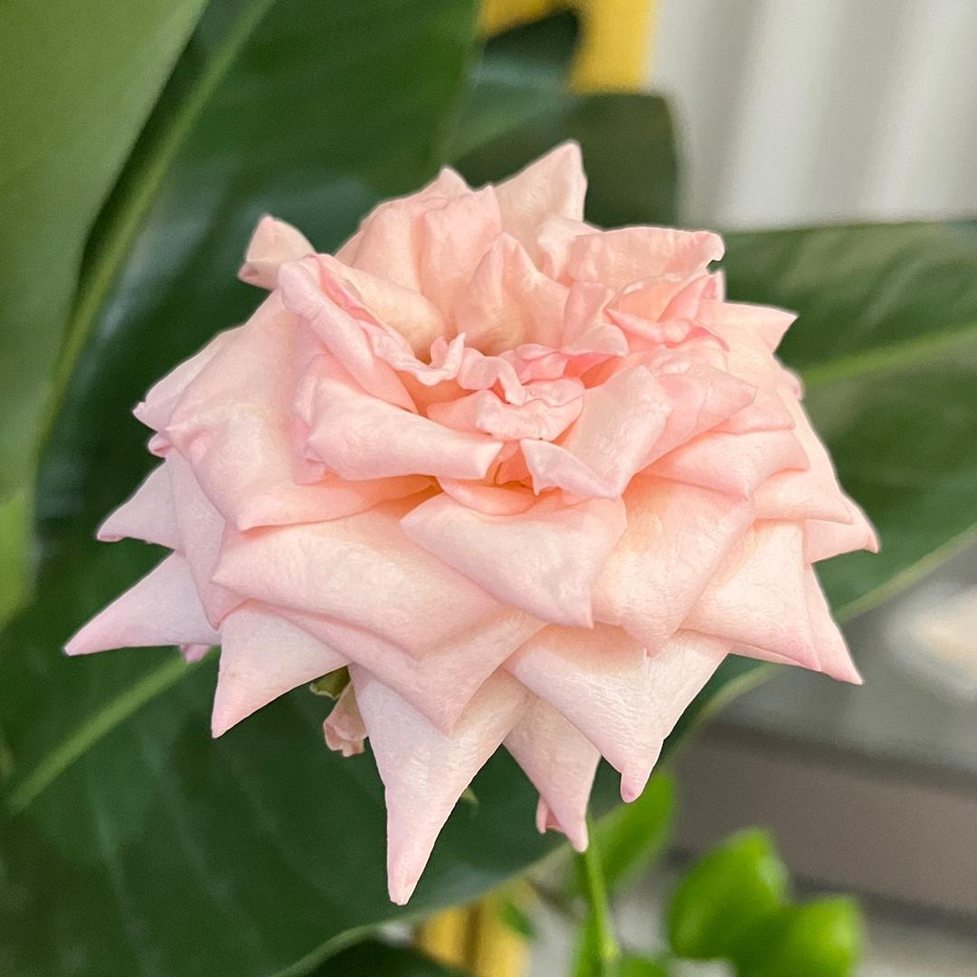 最灿烂的烟火呀💎