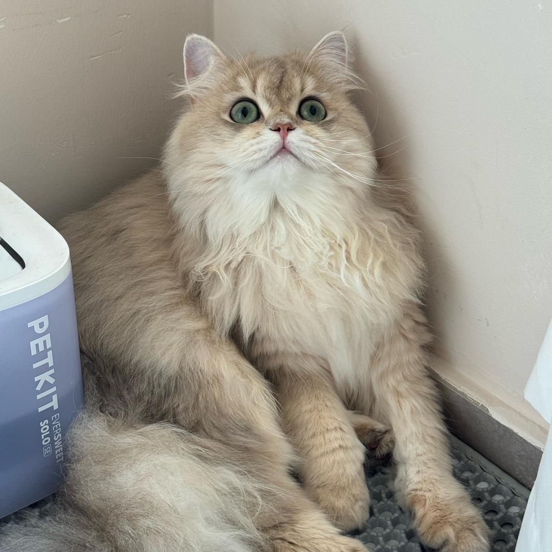 一只拿铁😻_