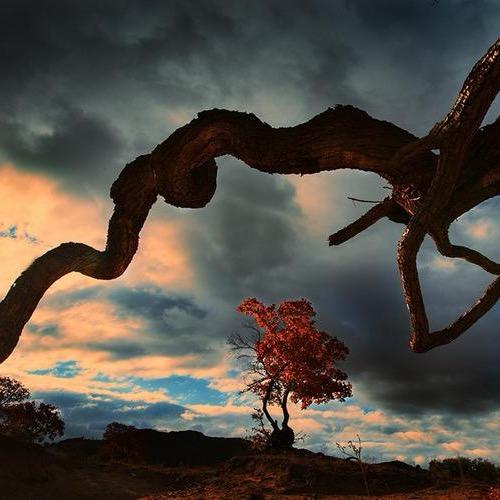 ⛰️大漠枫丹༊༻