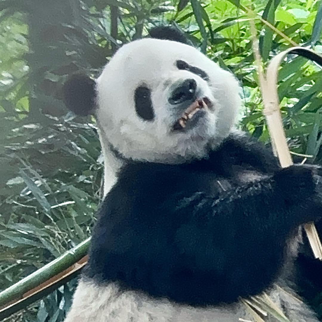 红珊瑚