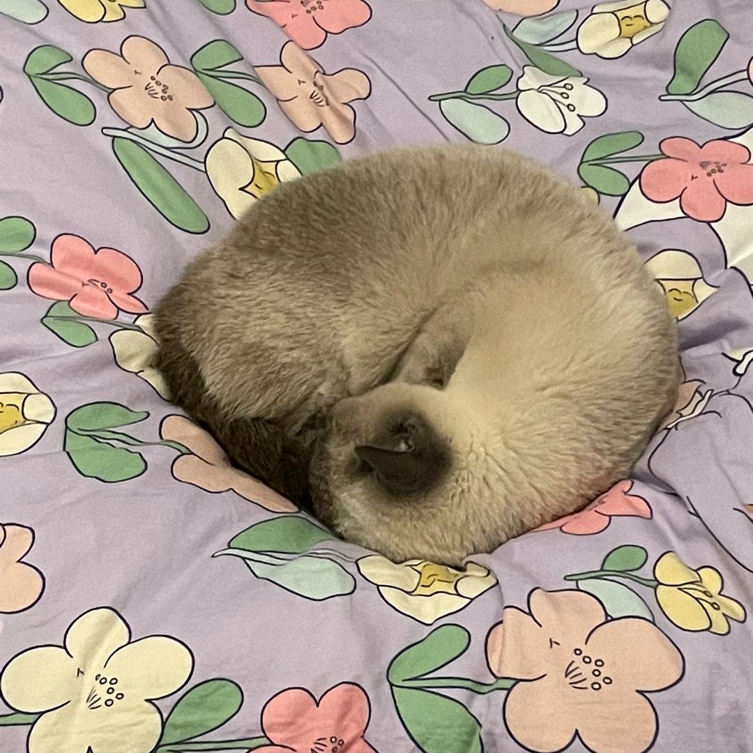 满山猴子我腚最红.