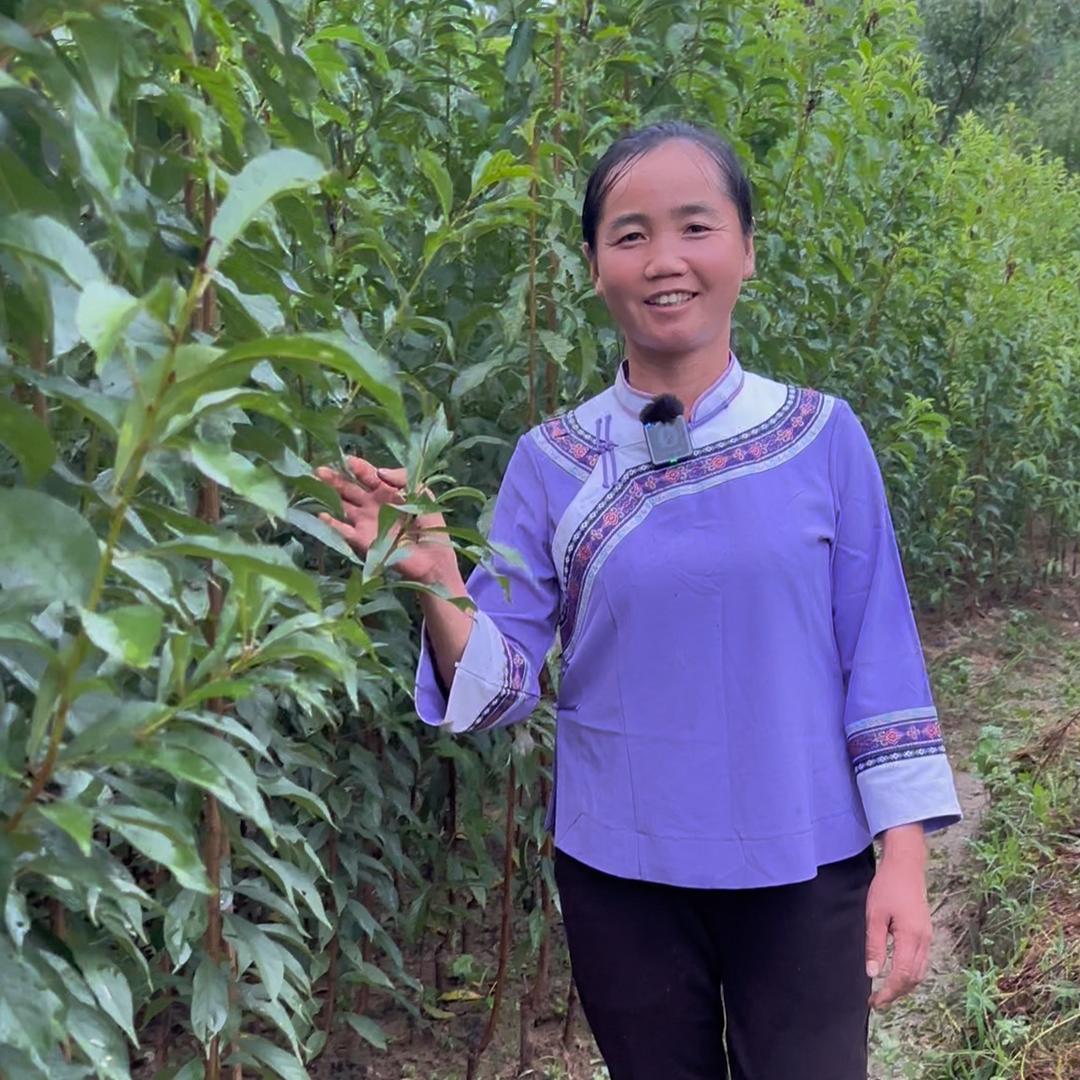 ②六马蜂糖李（小韦）