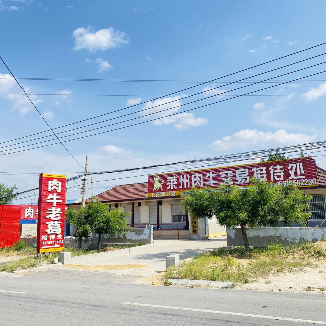 山东省莱州肉牛老葛销售处