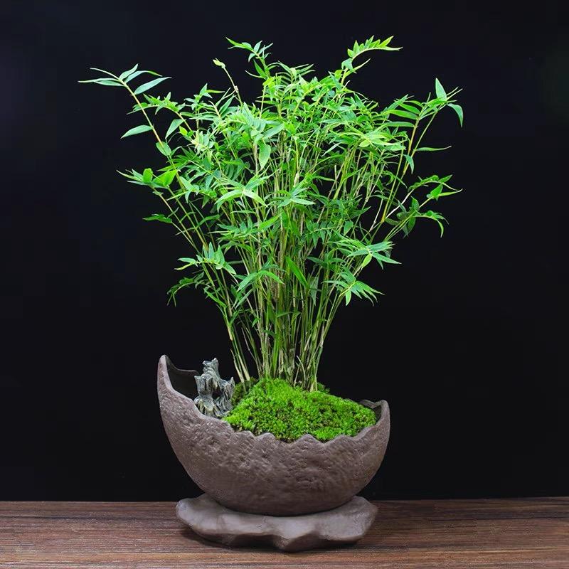 盆生万象